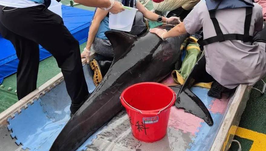 海委會搶救4隻順利野放　管碧玲：送小虎鯨母親節禮物
