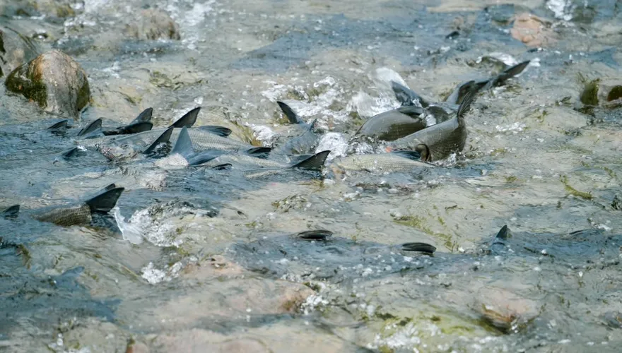 洄游季降臨！直擊大頭鰱「溯游碧潭堰魚道」　斷46年廊道打通