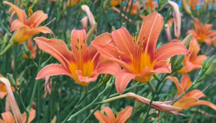 影/母親節賞花好去處　嘉義竹崎金針花海盛開免費入園