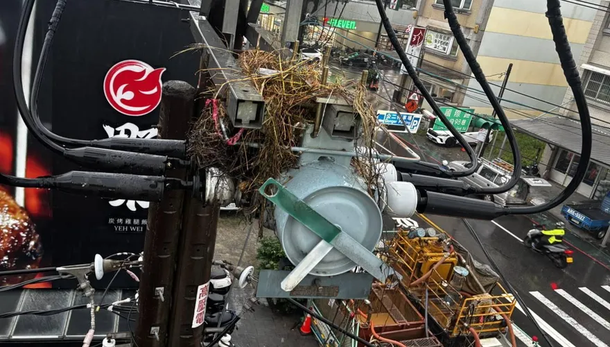 桃園人注意！雨天鳥築巢「電桿閃火花」釀2230戶停電