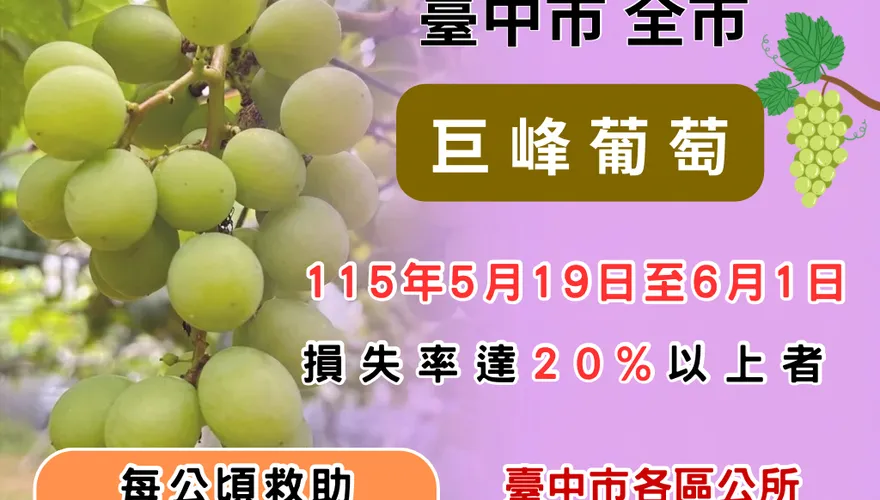 4月豪雨釀台中巨峰葡萄嚴重受損　農業局籲6/1前申請現金救助