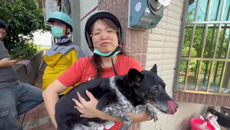 影/「陳美琪」找到了！50萬懸賞走失犬雲林尋獲　人狗相擁