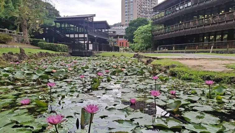 北市初夏秘境探幽！北投公園蓮荷相映　走進「莫內的畫」