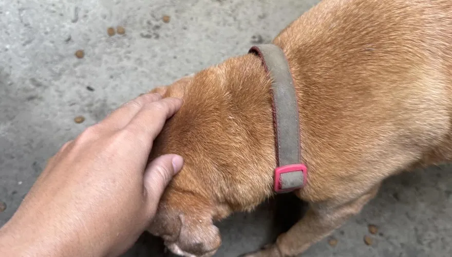 影/台南毛孩阿妹失蹤6天平安歸家！　飼主如約匯款20萬賞金