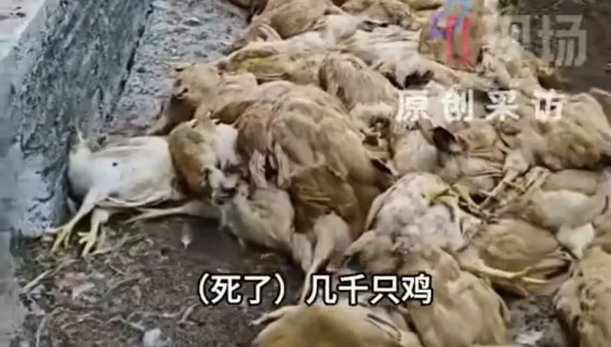 影/最熱五月天！廣東數千雞隻中暑暴斃　福建民眾求官方介入降溫