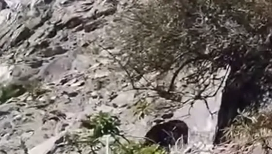 黑熊頻現蹤！母子熊追趕登山客　玉管處提醒多注意