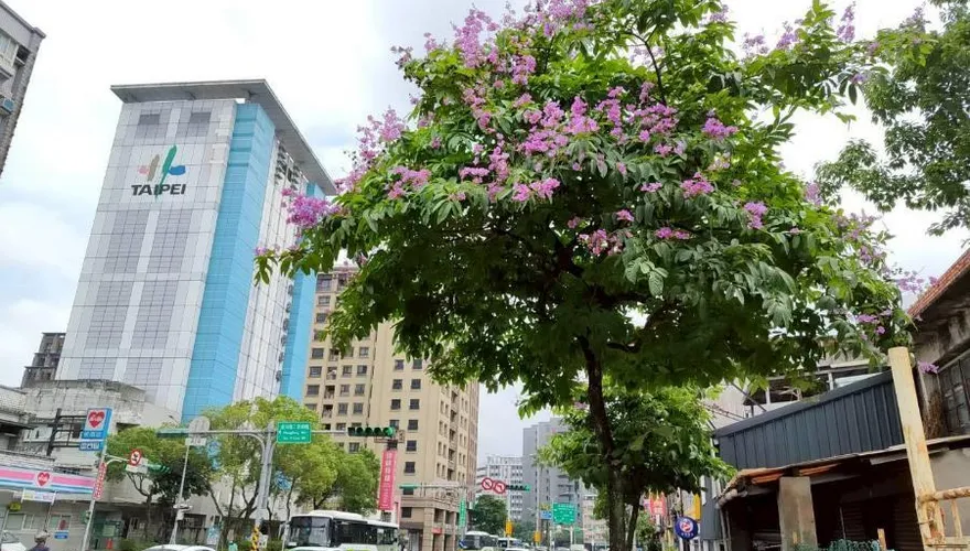 北市內湖大花紫薇盛開　1400餘株行道樹譜寫紫色浪漫