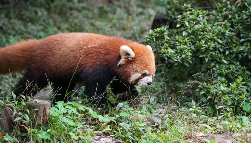 上海小貓熊交流重啟！台北動物園迎十多年來首批嬌客
