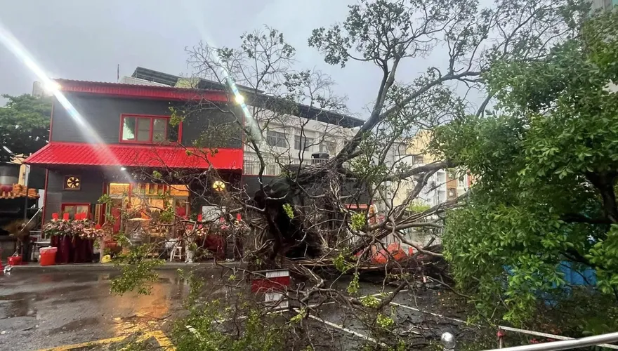 影/台南縣城隍誕辰遇老樹倒　廖大乙：兵馬擔厄恐有大事將現
