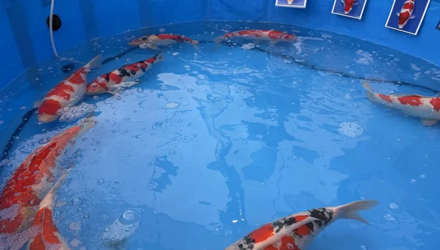 一尾魚值一棟房？廣東精品錦鯉拍出「1870萬天價」創新高