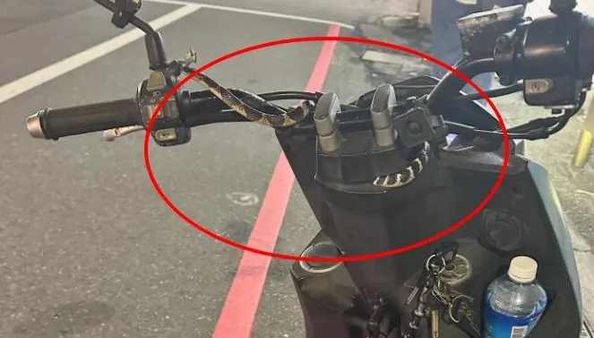機車龍頭竄出蛇！母尖叫棄車　超商店員冷靜抓捕