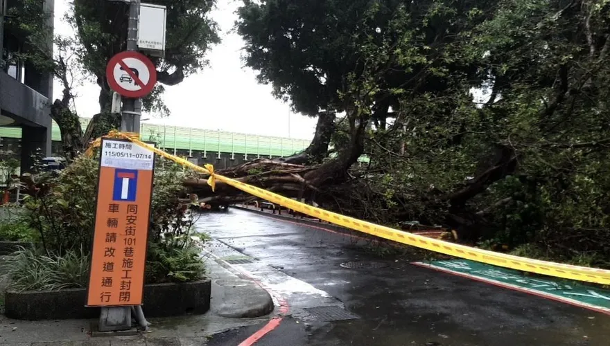北市中正區路邊巨樹倒塌　車輛遭砸中幸無人傷