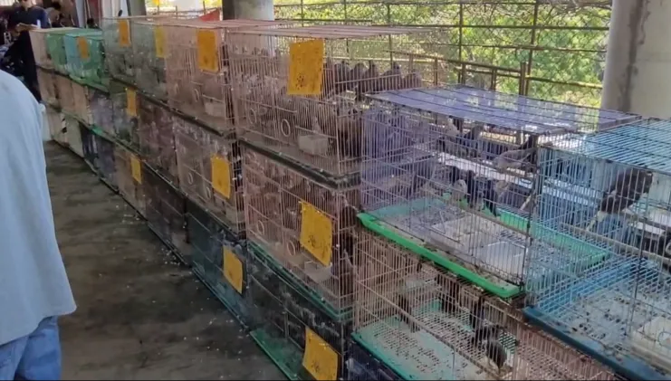 宗教團體放生近2000隻鳥　新北動保處重罰15萬