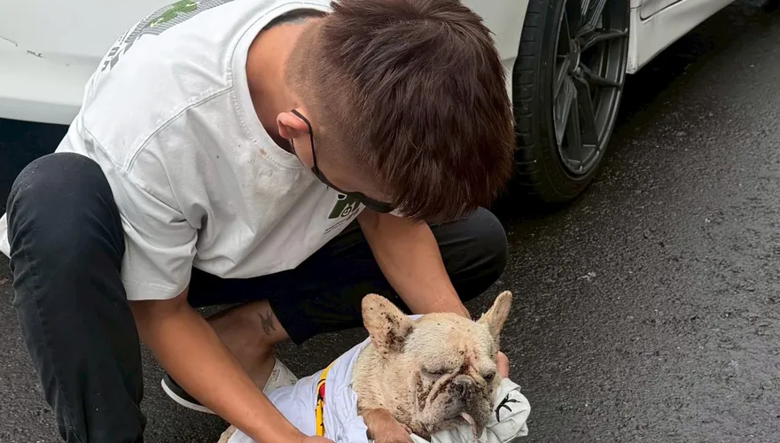 影/屏東法鬥滿身壁蝨雨中慘死！　飼主涉虐待動物遭調查