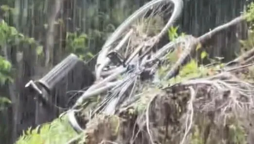 影/午後雷雨襲台北！台大男舍巨木倒塌　「單車上樹」罕見奇景曝