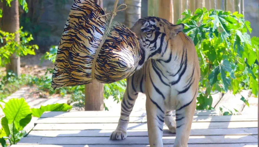 壽山動物園過端午！孟加拉虎狂撕巨粽　長鼻浣熊偏愛芒果冰