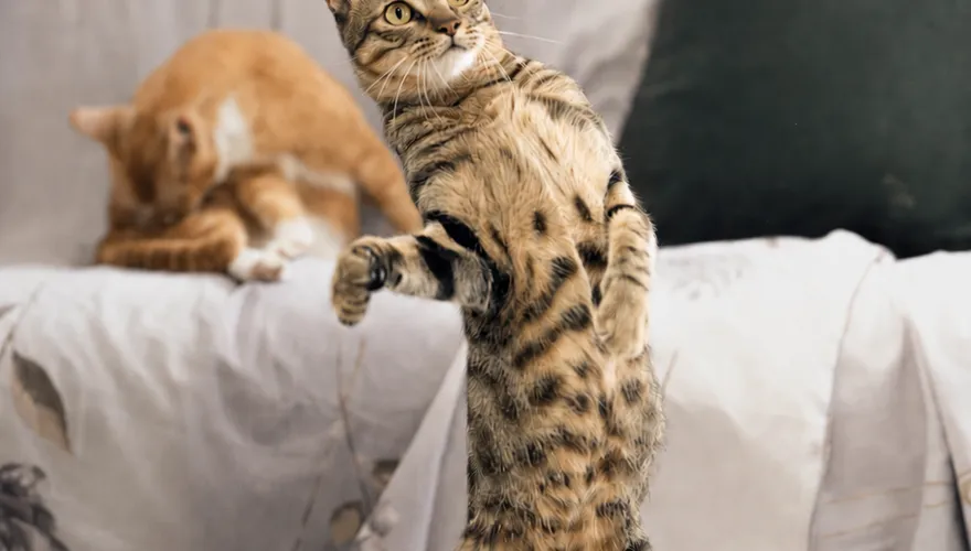 飼主快申請！北市家犬貓絕育補助「最高2000元」