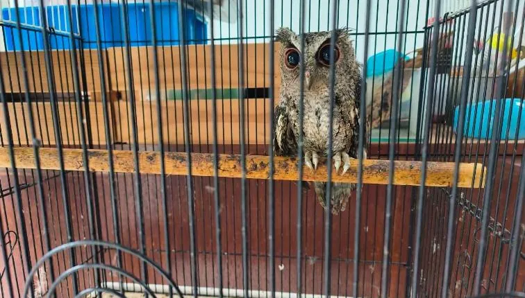 臉書炫耀捕捉野生動物！保七拂曉出擊救出稀有領角鴞