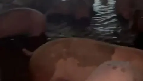影/屏東豪雨狂炸！豬場淹水畫面曝　豬農無奈