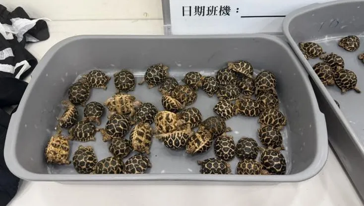 男赴泰買70隻保育類印度星龜　綁大腿搭機返台闖關