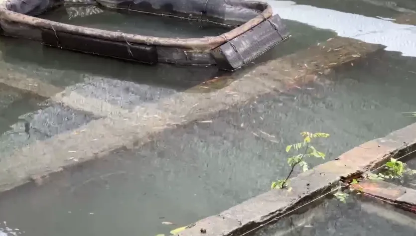 暴雨重創台南仁德！觀賞魚養殖場一夕損失逾百萬