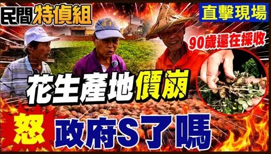 花生農：活不下去！美國花生0關稅大錯！盤商收購砍半