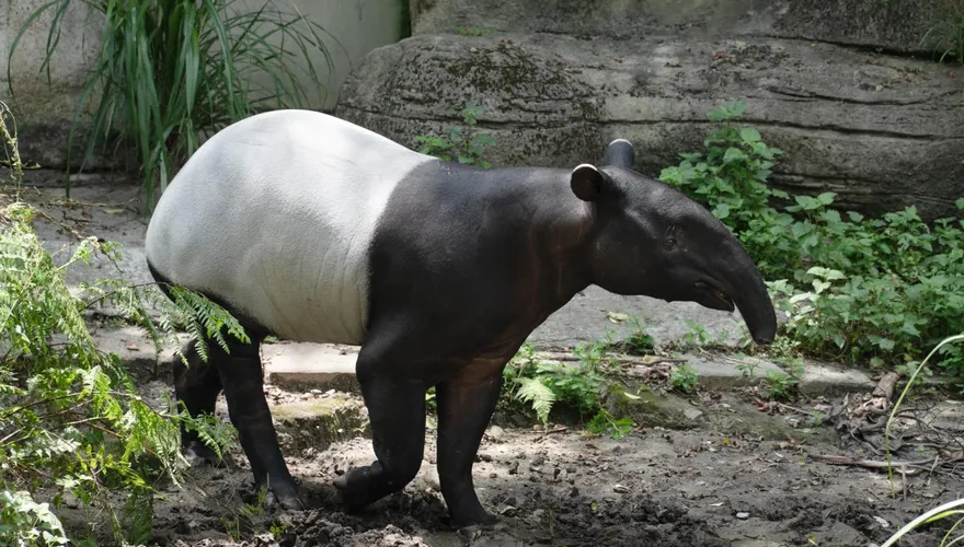 北市動物園重新開園！馬來貘「Bintang星星」、小貓熊「茜茜」迎賓