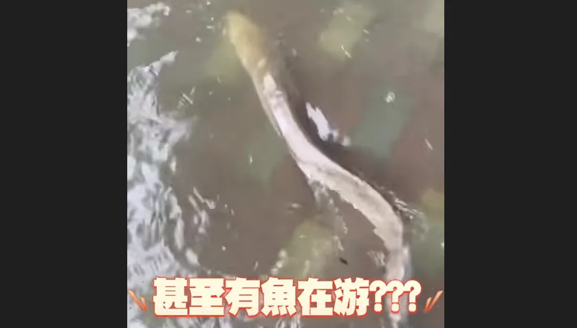賴清德批內湖淹水翻車！網友掀：台南校園「銀龍魚游泳」
