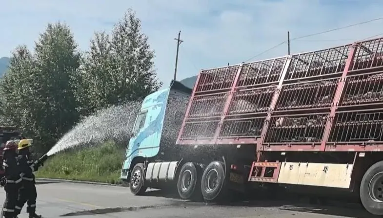 險變「烤乳豬」！陸貨車爆胎260頭豬受困　消防狂噴水降溫