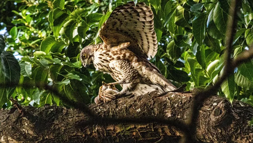 不用上山就能看！北市榮星花園驚現「鳳頭蒼鷹」身影
