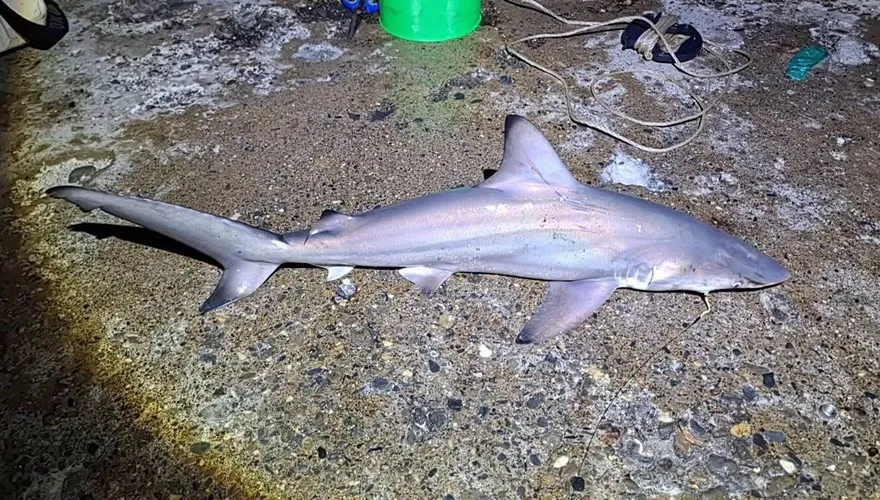 高雄港民眾岸邊釣獲1米長鯊魚　網憂上演鯊魚攻擊事件