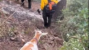山羊意外成救火英雄　帶領消防員穿越山區前往野火現場