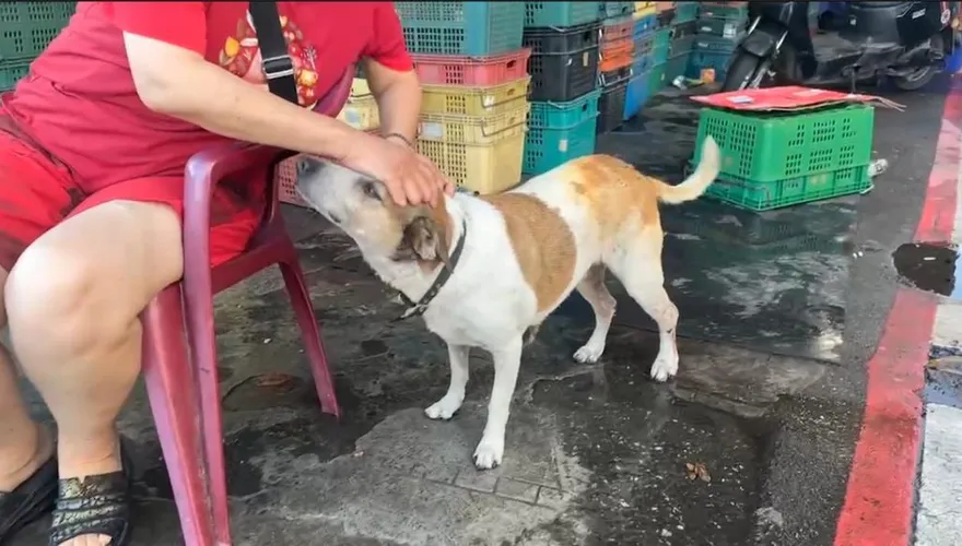 花蓮火警鐵皮屋暗夜狂燒　愛犬來福抓門喚女主人逃生