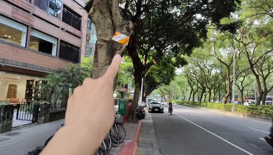 北市行道樹綁警示帶惹議！　公園處澄清：為維護行車淨空