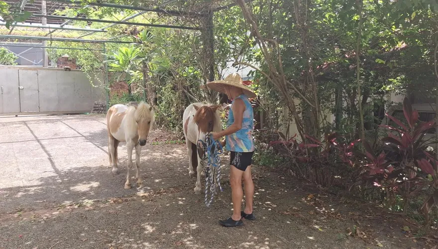 捨不得亡妹4匹小馬！新北石門7旬農月花4萬照顧　現況曝