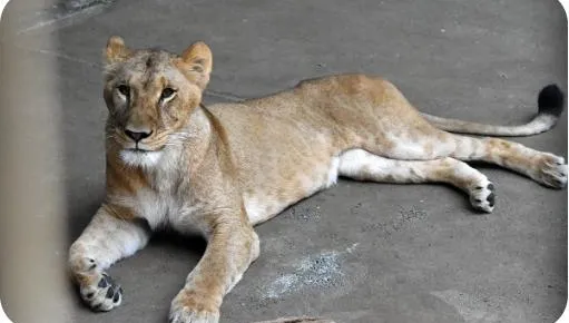 疑極端高溫釀中暑　日動物園1週內3頭獅子身亡