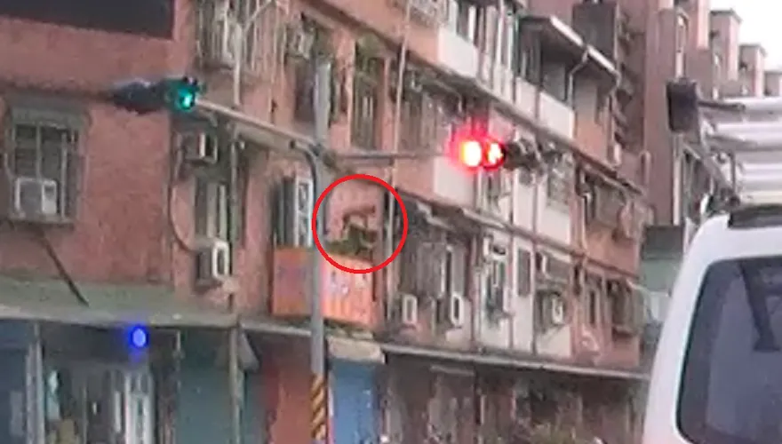 打雷受驚！毛小孩3樓墜落喪命　樹林飼主被罰1萬5