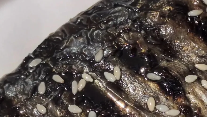 影/ 超噁！竹北吃丼飯烤鯖魚竟爬滿蛆　店家回應了
