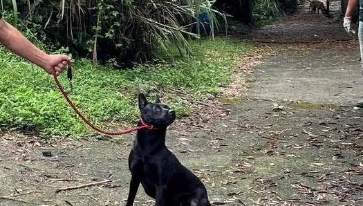 新北坪林獨居翁死亡多日　13隻愛犬伴屍忠心護主