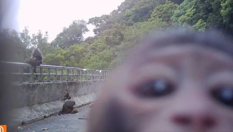 獼猴變「檢舉達人」！陽明山餵猴現場遭牠神角度拍下　違規民眾恐挨罰
