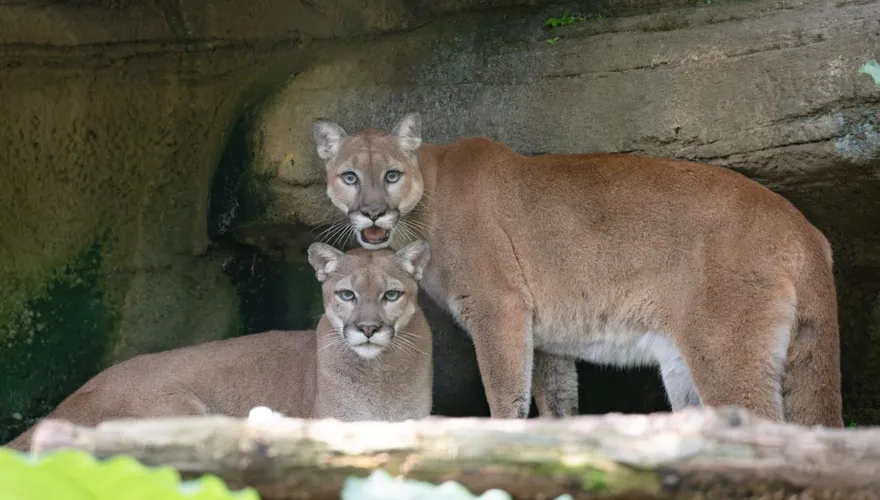 台北動物園夜貓子最終回！山獅母女檔登場　兩棲爬蟲加碼開講