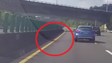 影/囂張目中無人！國10驚見綠鬣蜥車道散步