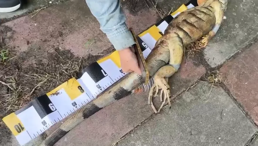 影/屏東綠鬣蜥猖獗「半年狂抓9萬隻」 冠軍獵人賞金近百萬元