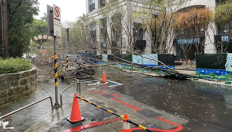 白海豚襲台北市災情最新！多個行政區「路樹接連倒塌」