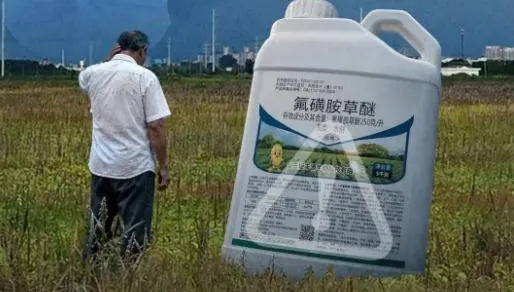 AI不是萬事通！陸老農照著做慘了...150畝芝麻一夜全枯