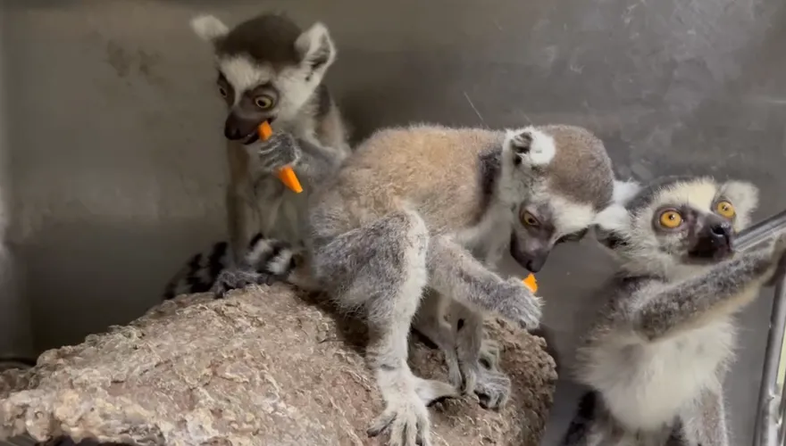 中和查獲5隻瀕危環尾狐猴！私賣保育類動物依法送辦