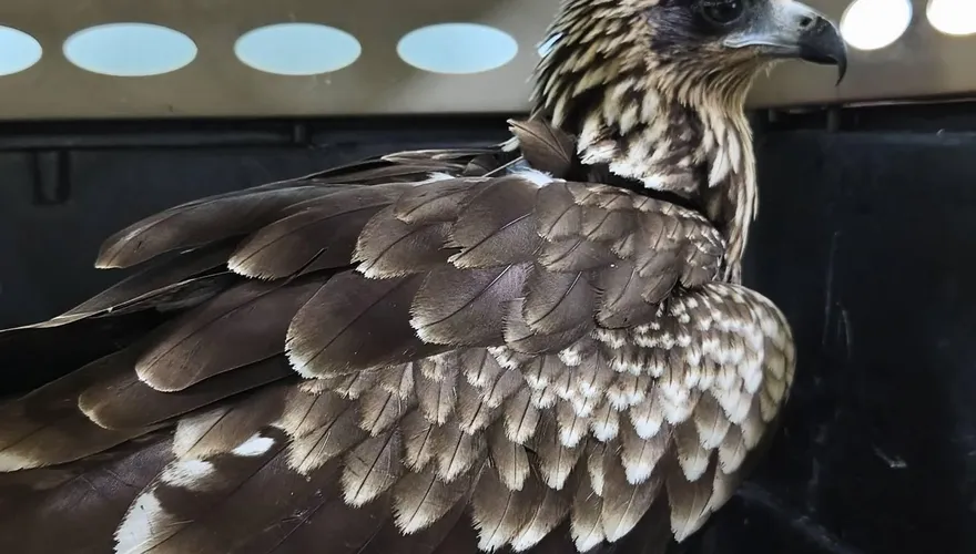 闖工地吃廚餘！保育類「黑鳶」排出橡皮筋　動保處急救援