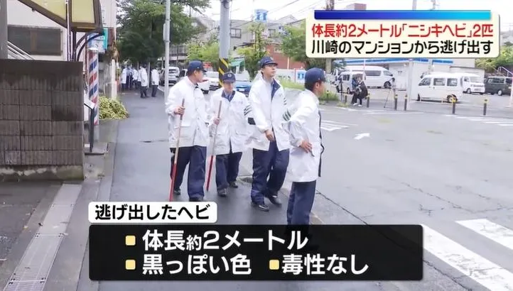 2公尺巨蟒脫逃！寵物蛇逃家日男急報案　警消動員搜尋中