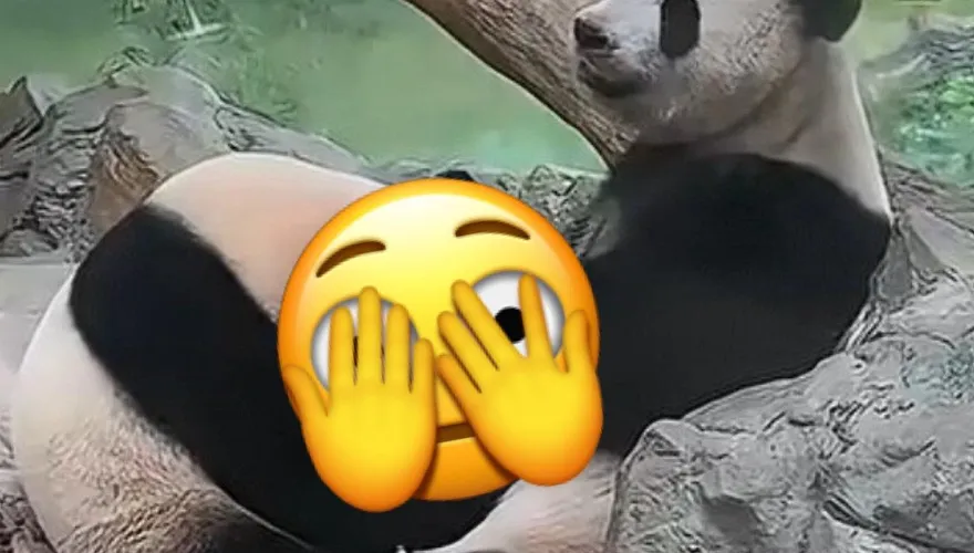爸拔馬麻牠們在幹什麼？木柵動物園突見「高清無碼」大場面