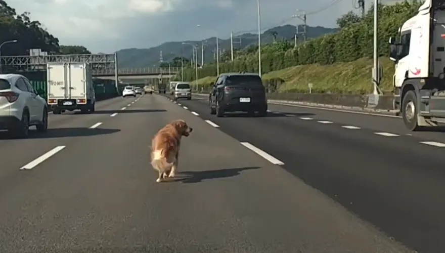 驚險！國1黃金獵犬誤闖車道狂奔　熱心駕駛慢速護航
